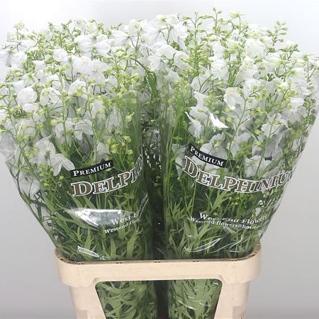 Delphinium Sneeuwwitje