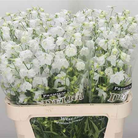 Delphinium Sneeuwwitje