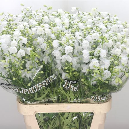 Delphinium Sneeuwwitje