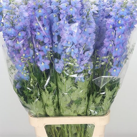 Delphinium Surprise