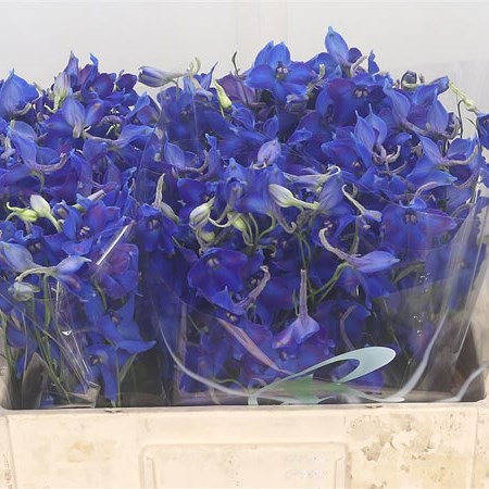 Delphinium Volkerfrieden