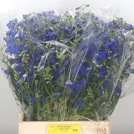 Delphinium Volkerfrieden