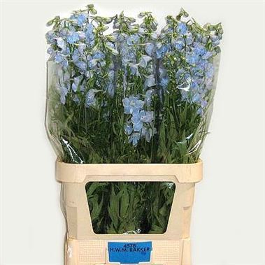 Delphinium Ballkleid