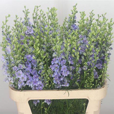 Delphinium AJA Larkspur Picotee Sydney