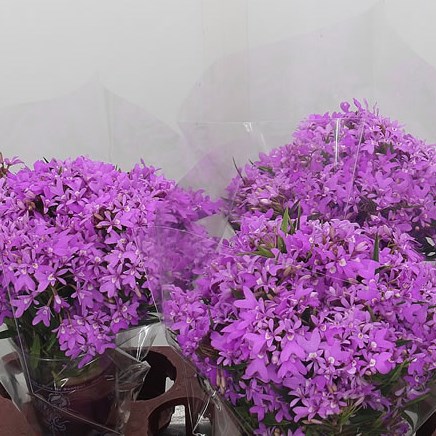 Dendrobium Orchid Sprays (Panama)