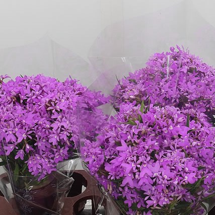Dendrobium Orchid Sprays (Panama)