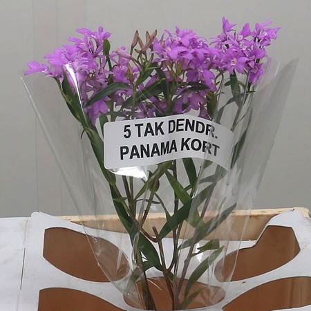 Dendrobium Orchid Sprays (Panama)