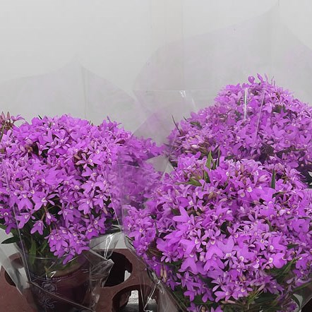 Dendrobium Orchid Sprays (Panama)