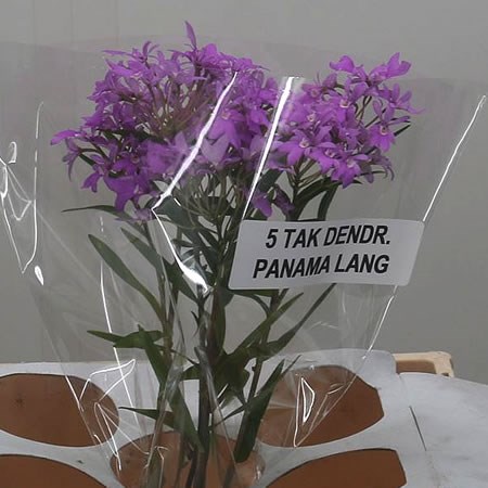 Dendrobium Orchid Sprays (Panama)