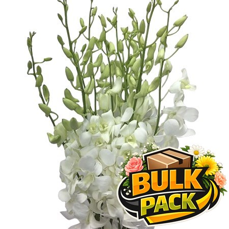 Dendrobium Orchids - White Bulk Pack