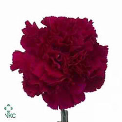 Carnation golem
