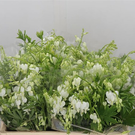 Dicentra Spectabilis Alba