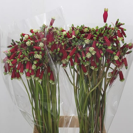 Dichelostemma Red Princess
