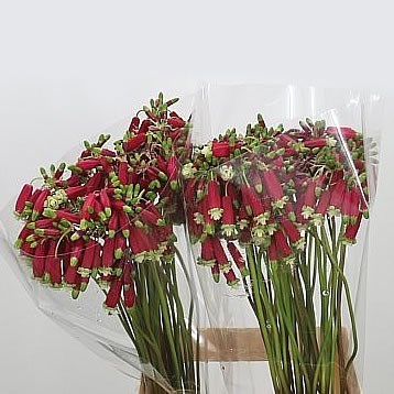Dichelostemma Red Princess