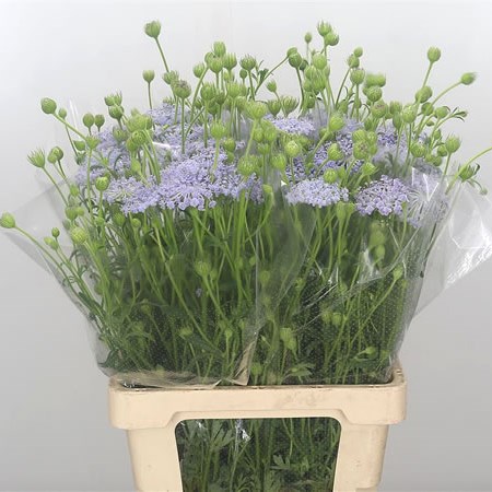 Didiscus Lavender