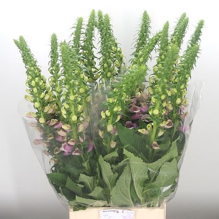Digitalis Camelot Lavender