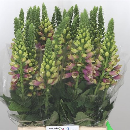 Digitalis Camelot Lavender