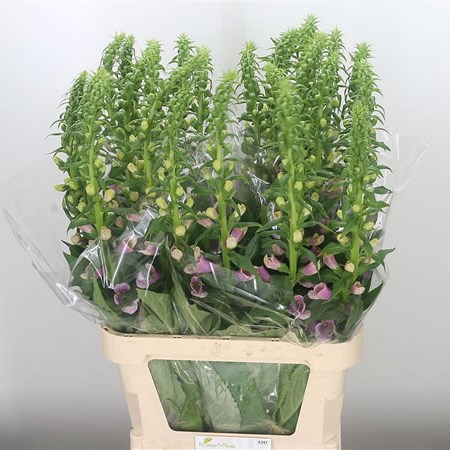 Digitalis Camelot Pink