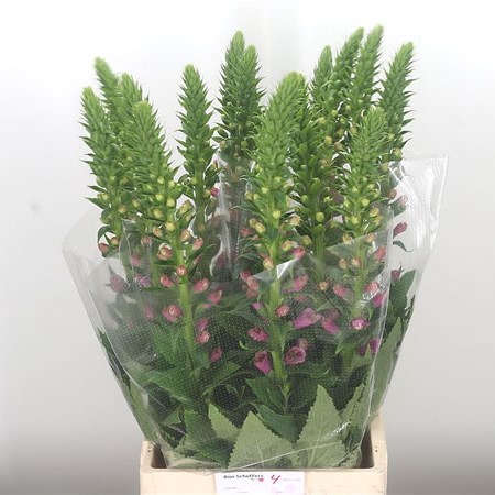Digitalis Camelot Pink