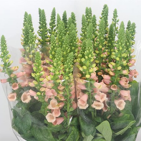 Digitalis Camelot Salmon