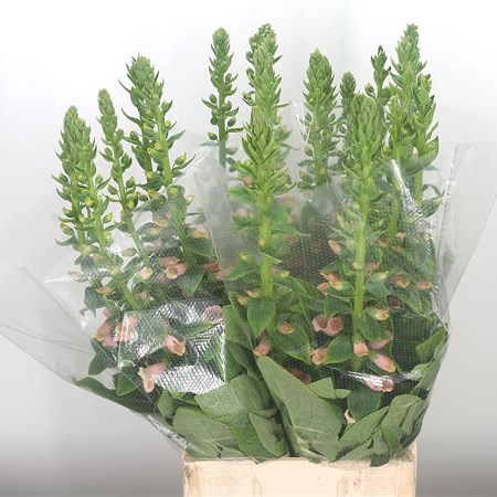 Digitalis Camelot Salmon