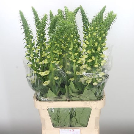 Digitalis Camelot White