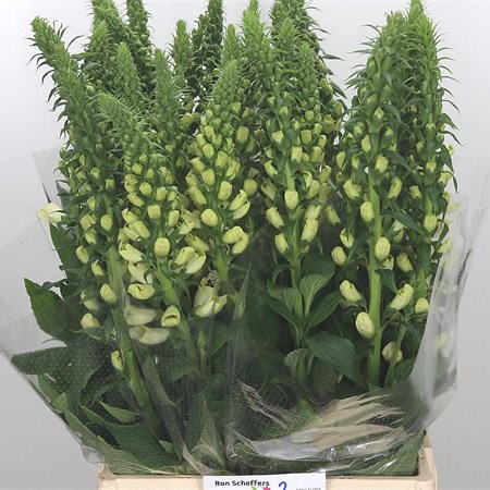 Digitalis Camelot White (Extra)