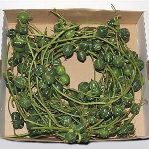 Diplocyclus Vine