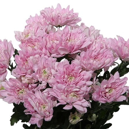 Chrysant Double Pink