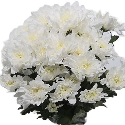 Chrysant Double White