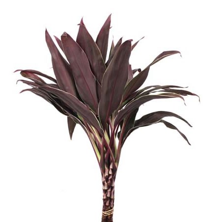 Dracaena Cappucino