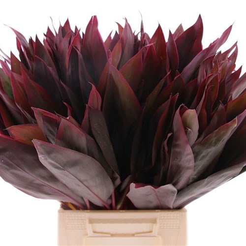 Dracaena Ivory Red Top
