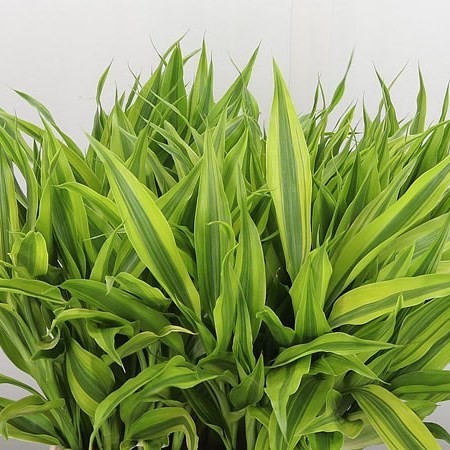 Dracaena Sanderiana Gold