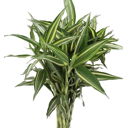 Dracaena Sanderiana Victory