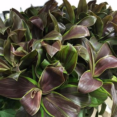 Dracaena Compacta Green