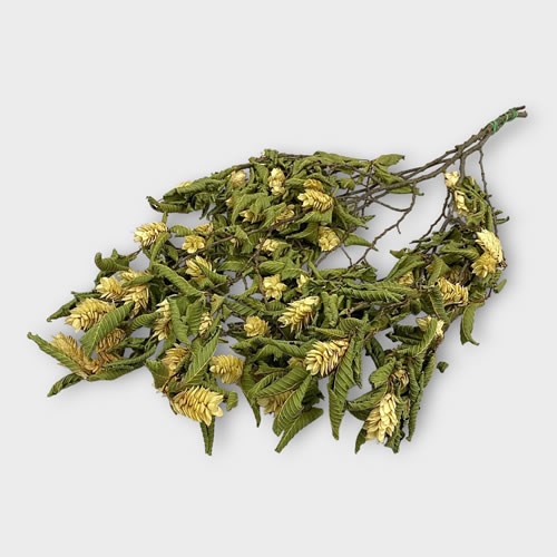 Hop Hornbeam Bunch (Dried)