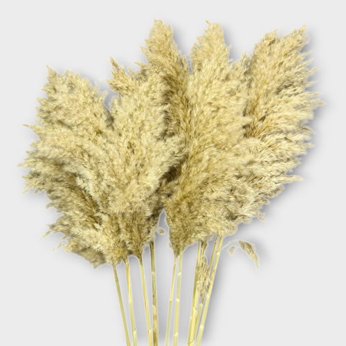 Cortaderia Dried Pampas Grass