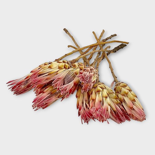Protea Repens (Dried)