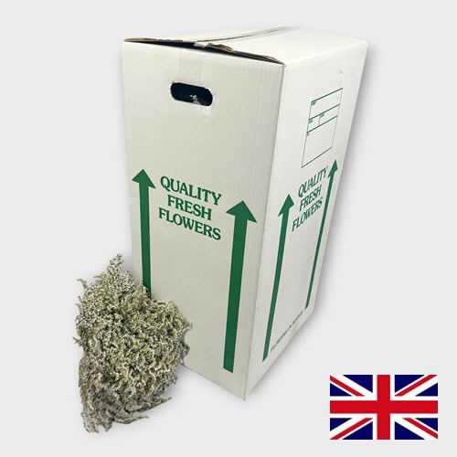 Sea Lavender - Dried (2Kg English Bulk Pack)