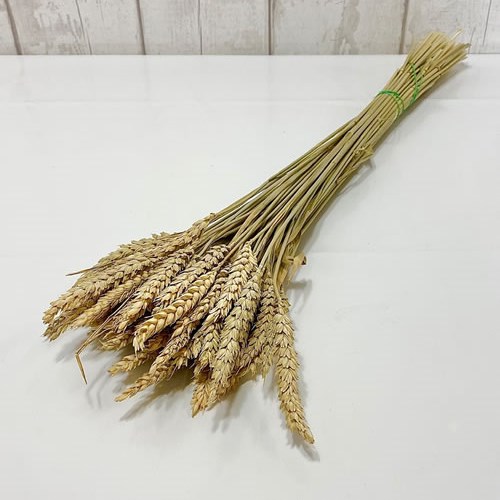 Wheat  (Dried)