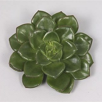 ECHEVERIA AFFINIUS 5CM