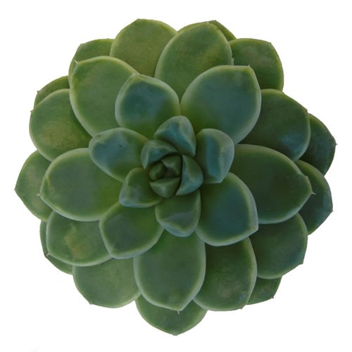 ECHEVERIA ALBICANS 12CM