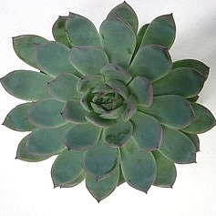 ECHEVERIA APUS 10cm