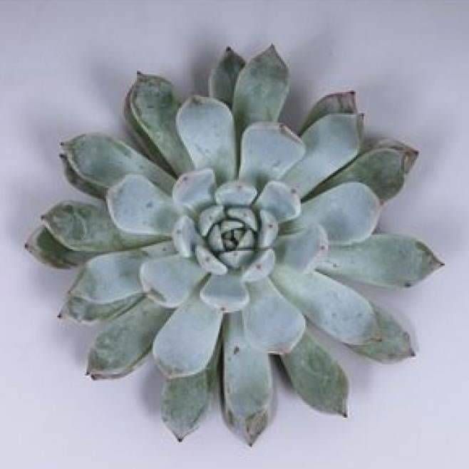 ECHEVERIA BAENA 5CM