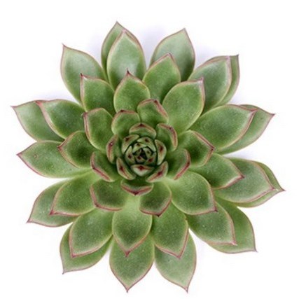 ECHEVERIA BELGA 9CM