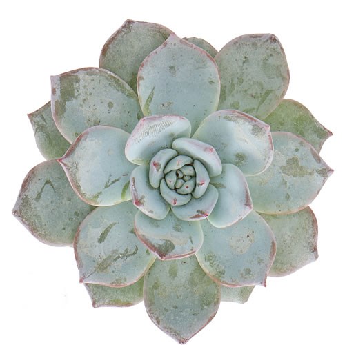 ECHEVERIA BLUE BIRD 10CM