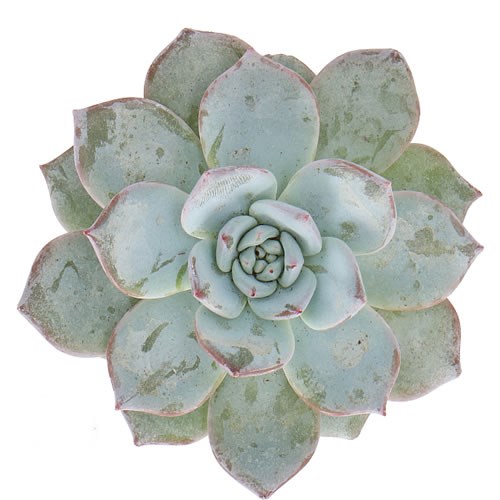 ECHEVERIA BLUE BIRD 9CM