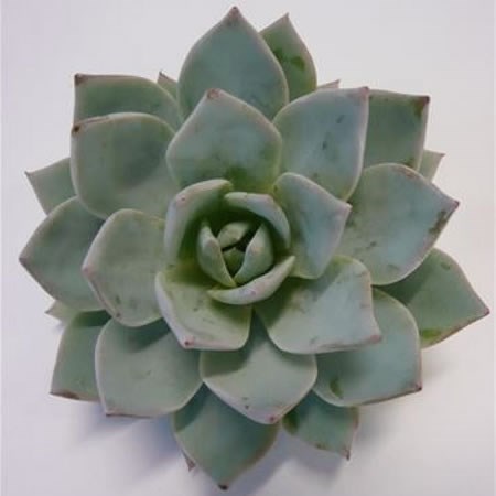 ECHEVERIA BLUE STAR 9CM