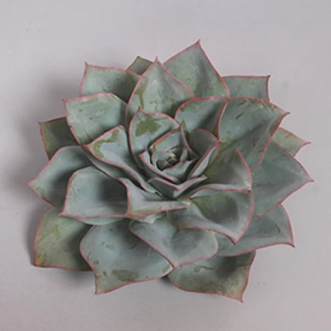 ECHEVERIA CANSU 9cm