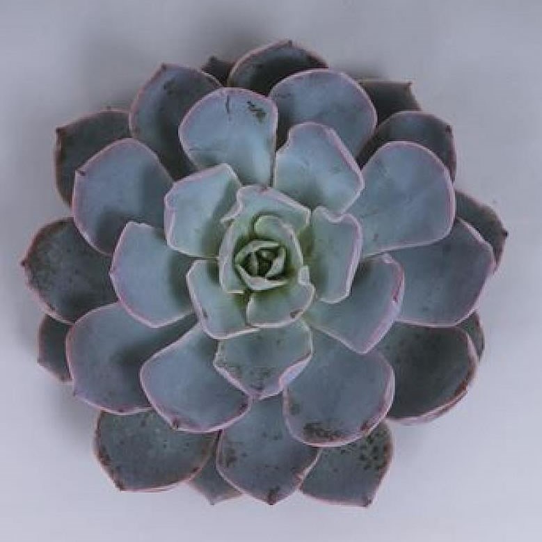 ECHEVERIA COLORATA 9cm